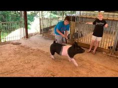 two people standing next to a pig in a pen