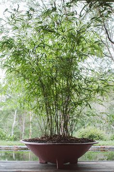 a potted bamboo plant sitting on top of a wooden table next to a lake