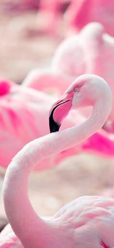 Aesthetic pink flamingo bird wallpaper Pink Flamingo Aesthetic, Flamingo Pink Aesthetic, Pink Instagram Profile, Flamingo Aesthetic, Flamingos Quote, Flamingo Pictures, Pink Flamingos Birds, Flamingo Art Print, Fancy Flamingo