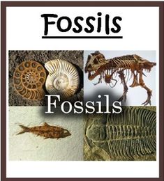 fossils are shown in four different pictures with the words fossils on top and bottom