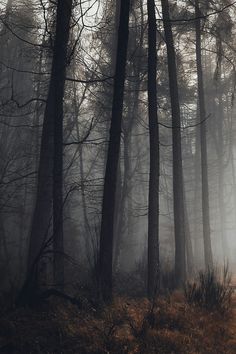 foggy forest with tall trees and brown grass on the ground in front of it