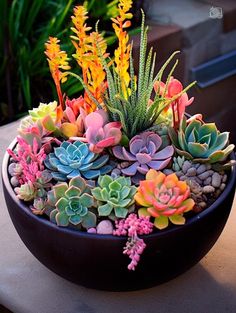 a bowl filled with lots of succulents sitting on top of a table