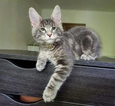 a cat laying on top of a wooden dresser