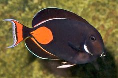 an orange and black fish is swimming in the water