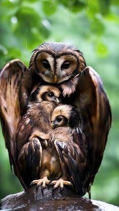 two owls sitting on top of each other