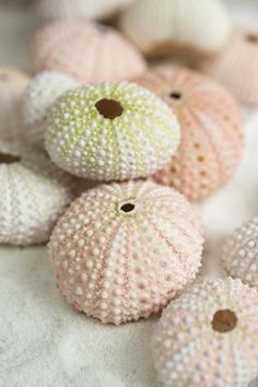 several sea urchins sitting on top of a white cloth covered surface with holes in the middle