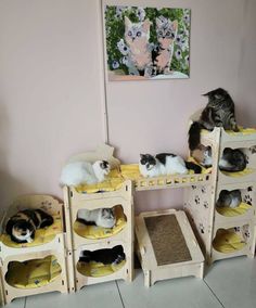 there are many cats laying on top of bunk beds