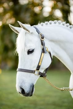 a white horse wearing a bridle on top of it's head in the grass