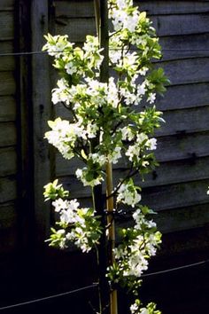 a tall tree with white flowers in front of a wooden fence and building behind it