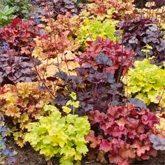 many different colored plants in a garden