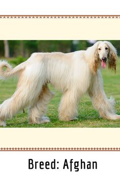 an afghan sheep dog is walking in the grass