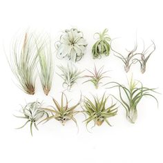 an assortment of air plants on a white background