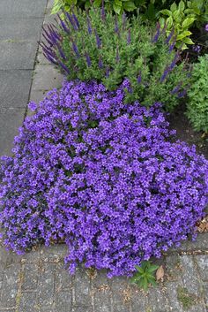 purple flowers are growing on the sidewalk next to some bushes and plants with green leaves