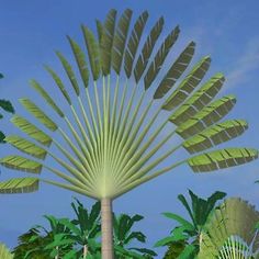 an animated palm tree surrounded by green leaves