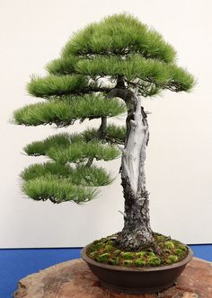 a bonsai tree in a pot on a table