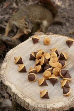 nuts are arranged on top of each other in front of a squirrel sitting on the ground