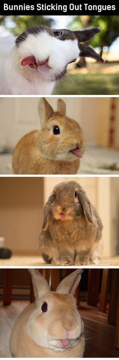 four different pictures of bunnies sticking out tongues