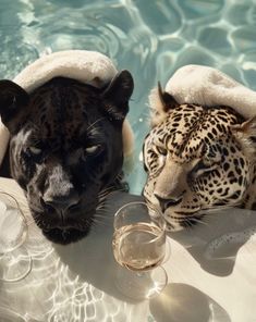 two black and white leopards in the water next to each other with wine glasses