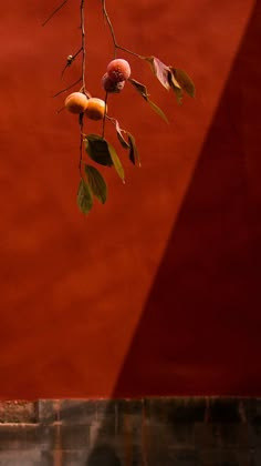 a branch with fruit hanging from it in front of a red wall