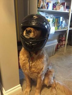 a dog wearing a helmet sitting on the floor