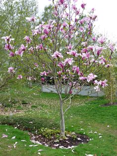 a small tree with lots of pink flowers