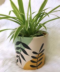 a potted plant sitting on top of a white rug