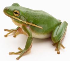 a green frog sitting on top of a white surface