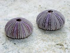 two sea urchins sitting on the ground next to each other