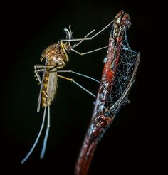 two mosquitoes are standing next to each other on a stick in the dark,