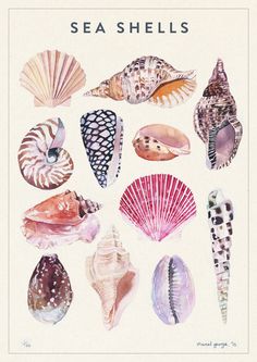 an image of seashells on a white background