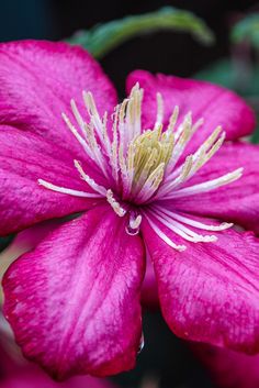 a pink flower with white stamens and yellow stamen