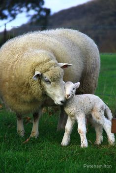 a sheep and her baby are standing in the grass