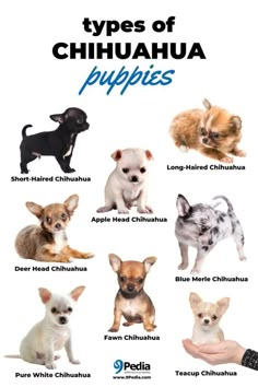 (chĭ-wä′wä, -wə) n. Chichuachua Chihuahua Dogs, Chichuachua Puppies, Cute Chihuahua Puppies, Chiwawa Puppies, Long Haired Chihuahua Puppies, Types Of Chihuahua, Puppy Chihuahua