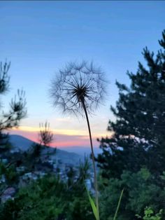 a dandelion with the sun setting in the background and some trees to the side