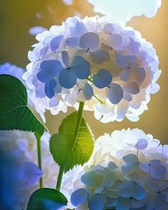 some white flowers and green leaves on a sunny day