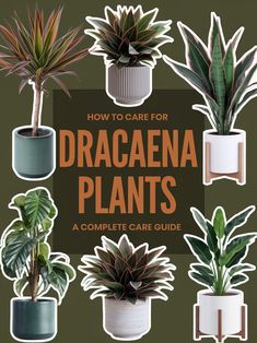 🌿 Discover why Dracaena plants are the ultimate low-light indoor tropical trees for busy plant parents! Whether you have a Dracaena Marginata or Massangeana (Corn Plant), these tall inside plants are perfect houseplants that thrive on neglect. Learn foolproof watering secrets, propagation hacks, and care tips that even beginner plant parents can master. Transform your space into a tropical paradise with these stunning dragon trees! #plantcare #houseplants #dracaena Dracaena Care, Dracaena Plant Care, Trees Indoors, Dracaena Marginata, Growing Corn, Tropical Trees, Calathea Plant