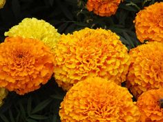 many orange and yellow flowers with green leaves