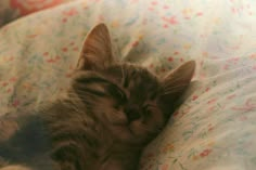 a small kitten sleeping on top of a bed