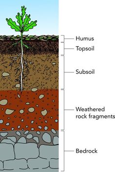 an image of soil layers with plants and rocks labeled in the bottom right corner, including hummus topsoil subsoil weathered rock arrangements