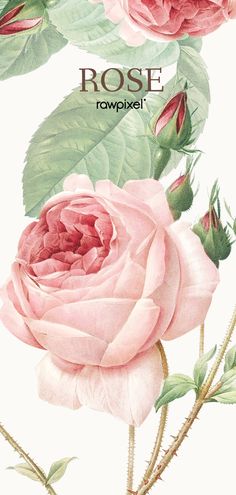 a painting of pink roses with green leaves