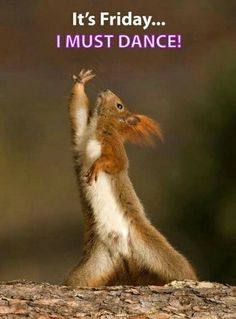 Dancing Animals, Alpha Gam, Alpha Gamma Delta, Its Friday Quotes, Friday Humor, Color Guard