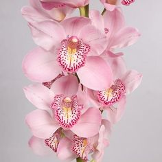 pink orchids are in a vase on a white table top with grey background and light gray backdrop