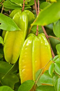 green fruit hanging from a tree with leaves royalty images and clippings on the branches