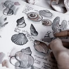 someone is drawing seashells on a piece of paper