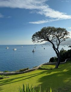 there are many boats in the water and on the grass by the shore, as well as a tree