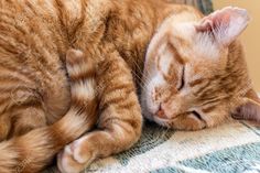 an orange tabby cat sleeping on top of a couch