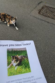 a cat standing next to a sign that says have you seen thinks?