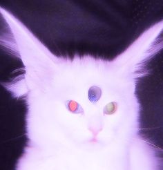 a white cat with colored eyes sitting down