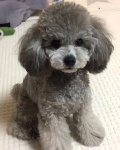 a small gray dog sitting on top of a bed