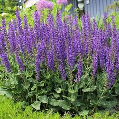 some purple flowers are growing in the grass